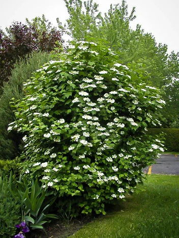 Plants Calgary photo 28